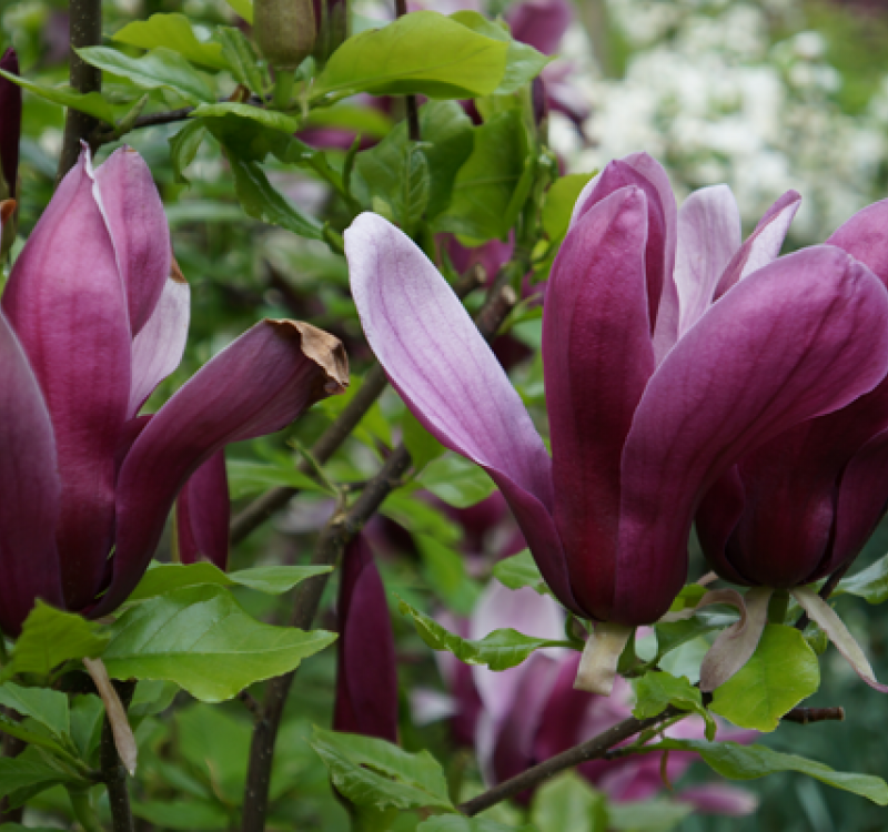 Magnolien