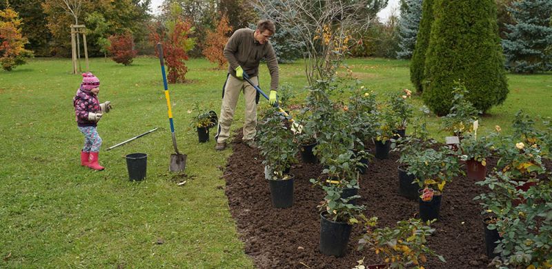 Gartengestaltung Pflege