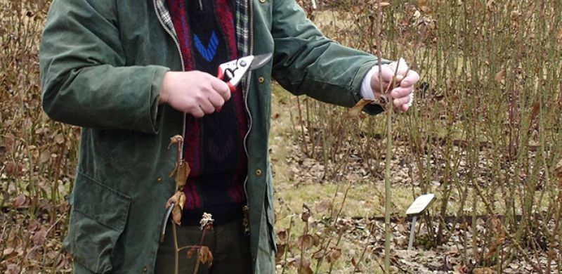 Gartengestaltung Pflege