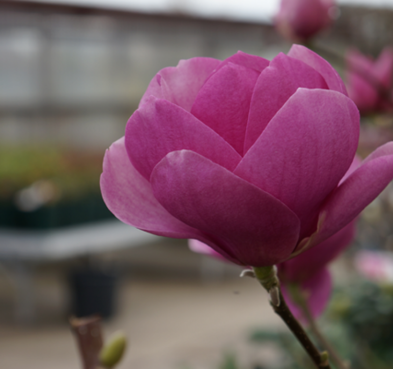 Magnolien