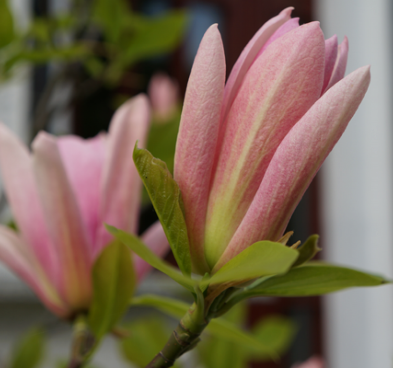 Magnolien