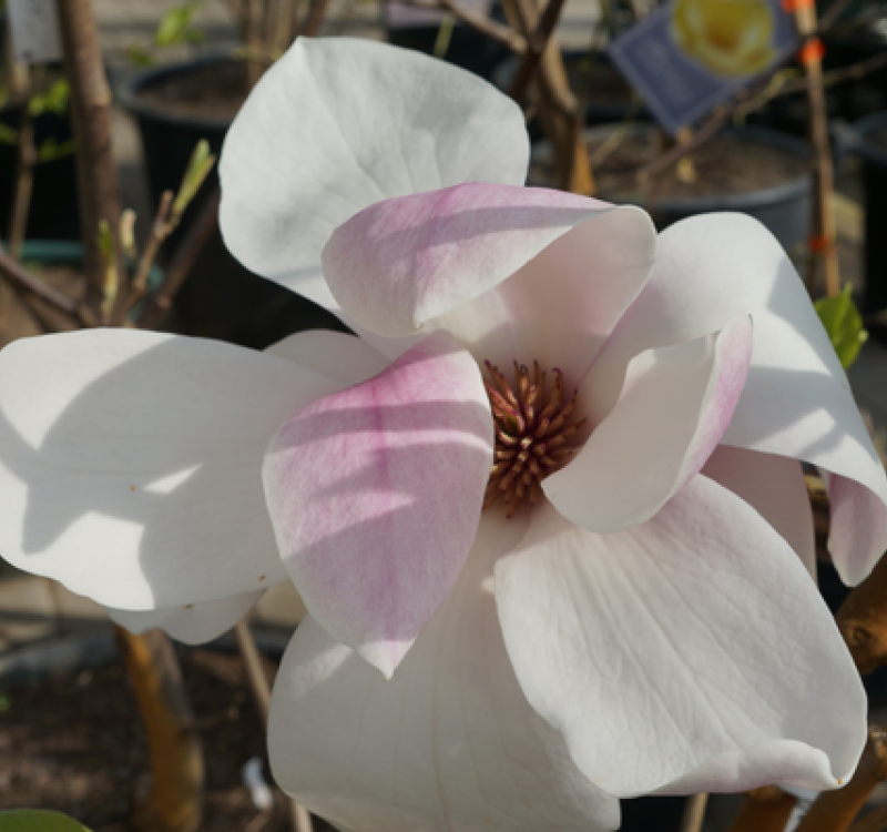 Magnolien