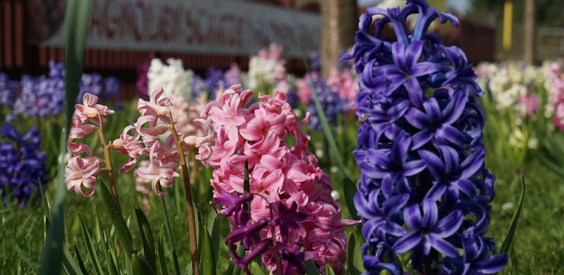Gartengestaltung Pflege