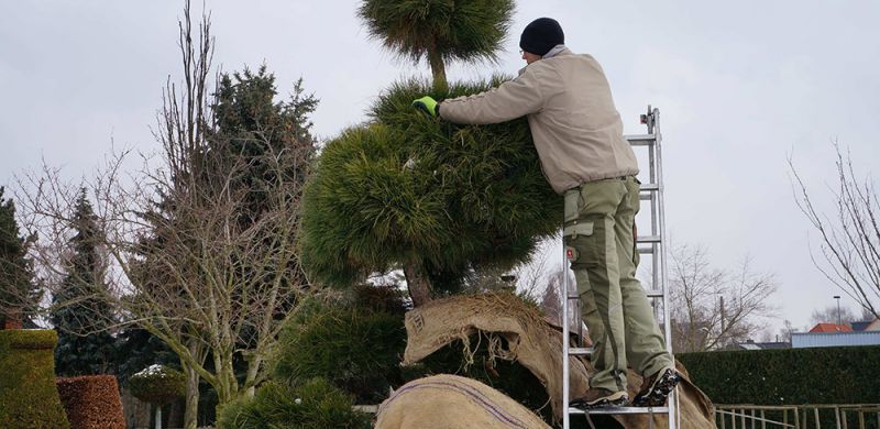 Gartengestaltung Pflege